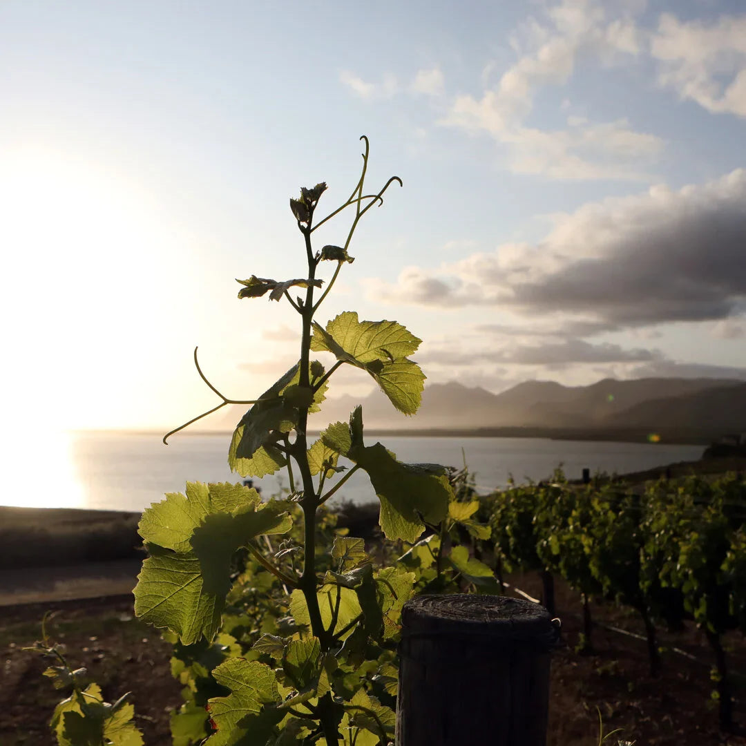 Prescient Report 2021