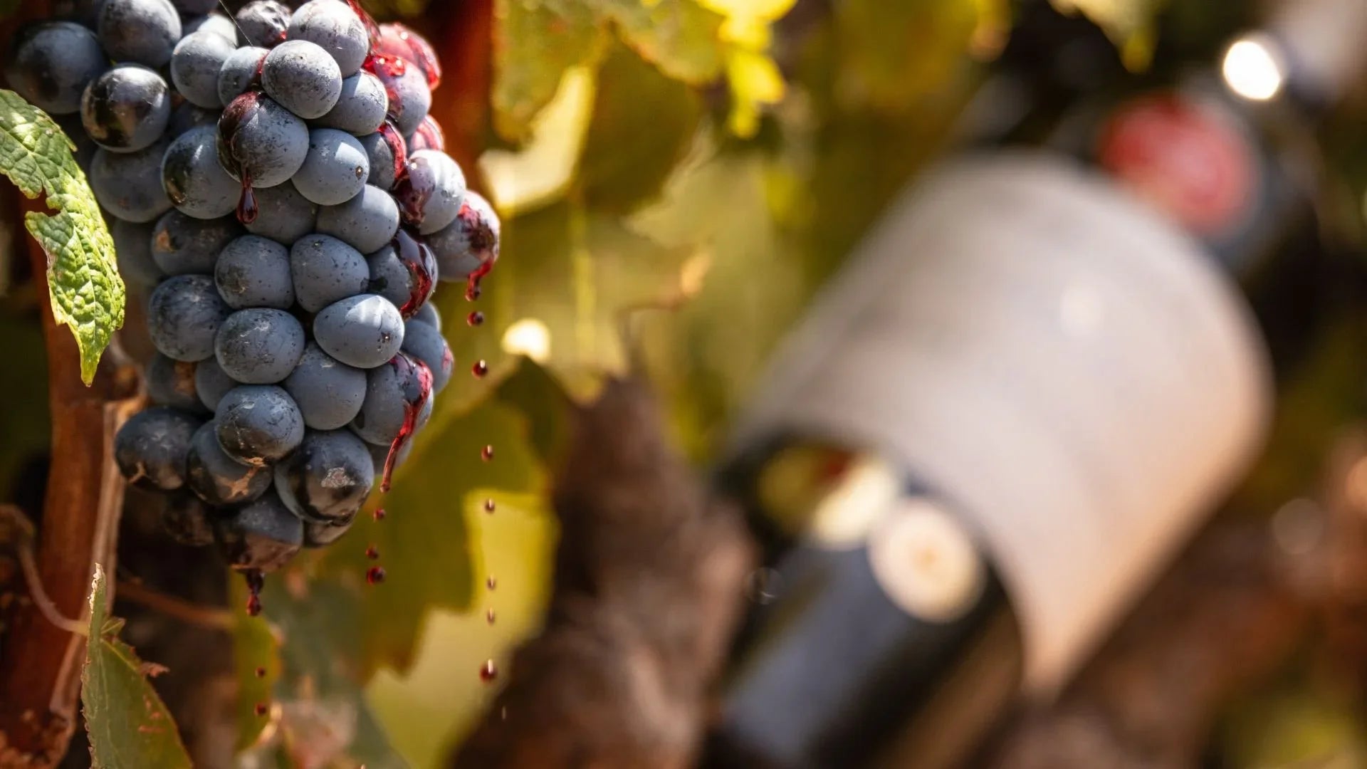 Embrace the Season of Celebration