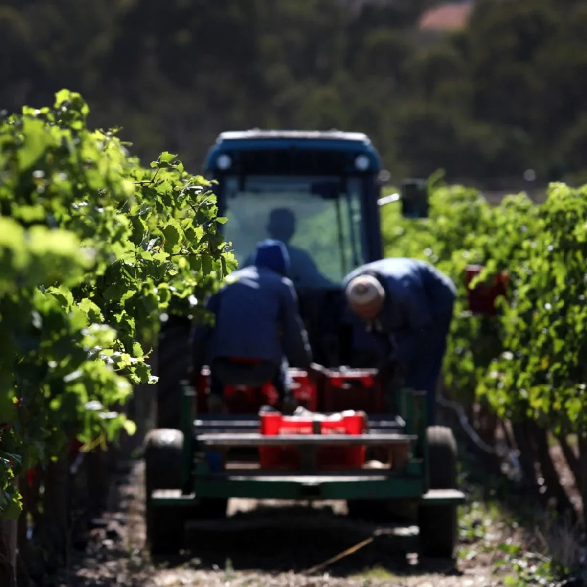 March News and Harvest Update