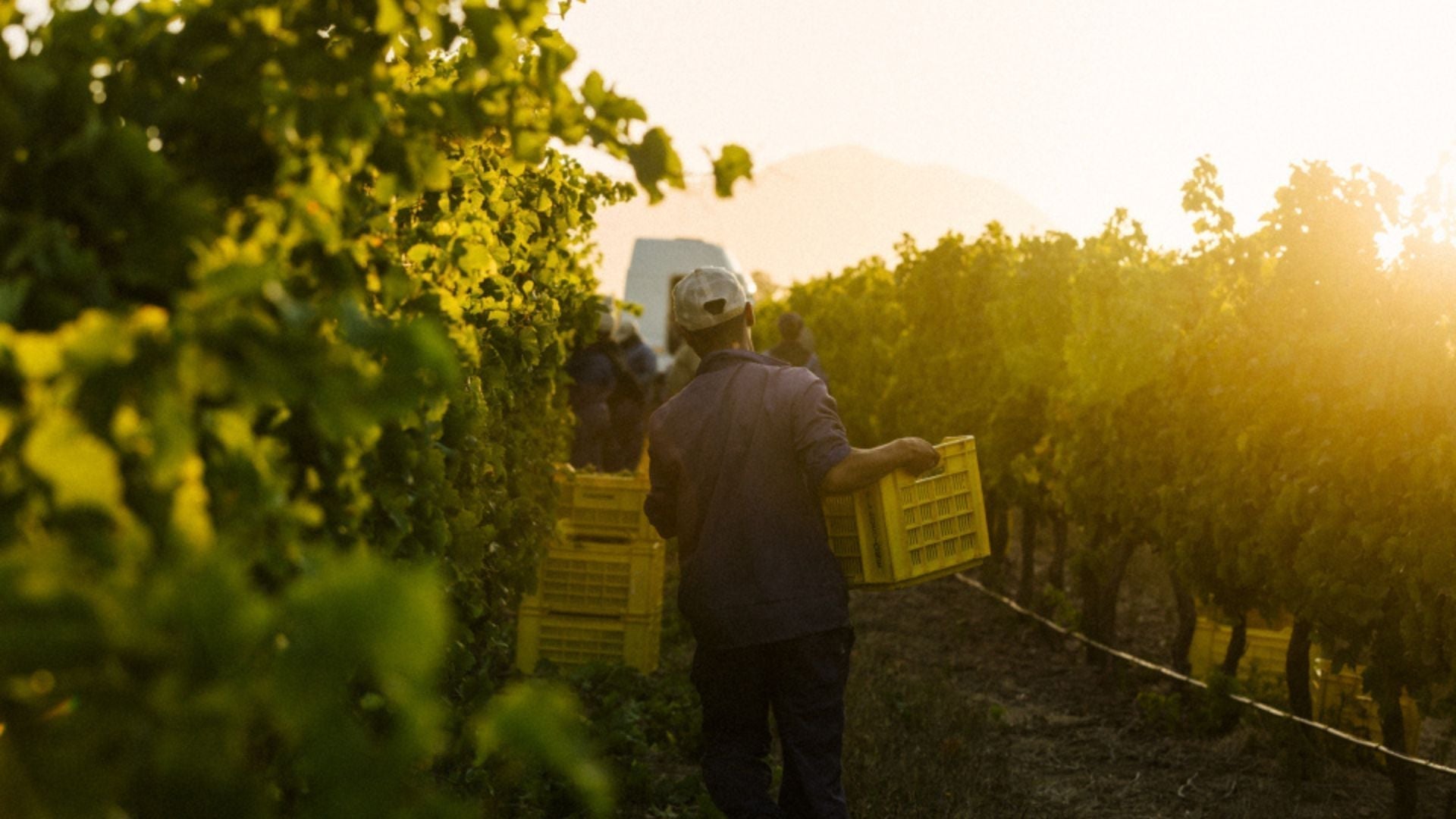 2026 Harvest at Benguela Cove: A Decade of Award-Winning Wines