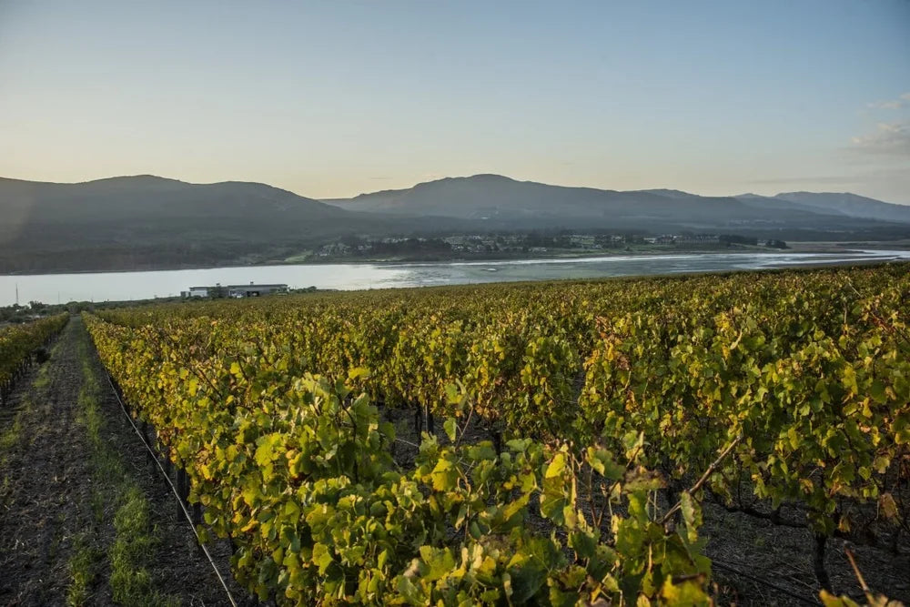 Platter’s South African Wine Guide 2022