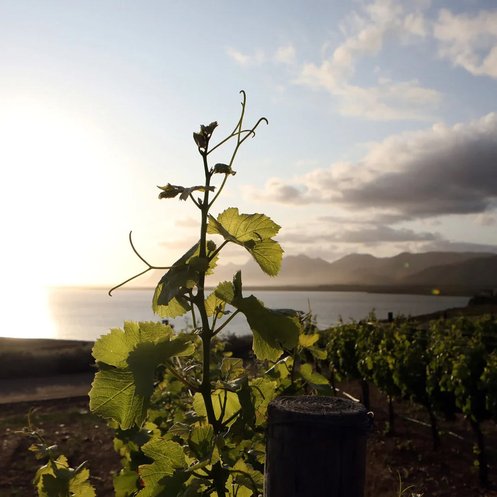 Prescient Report 2021