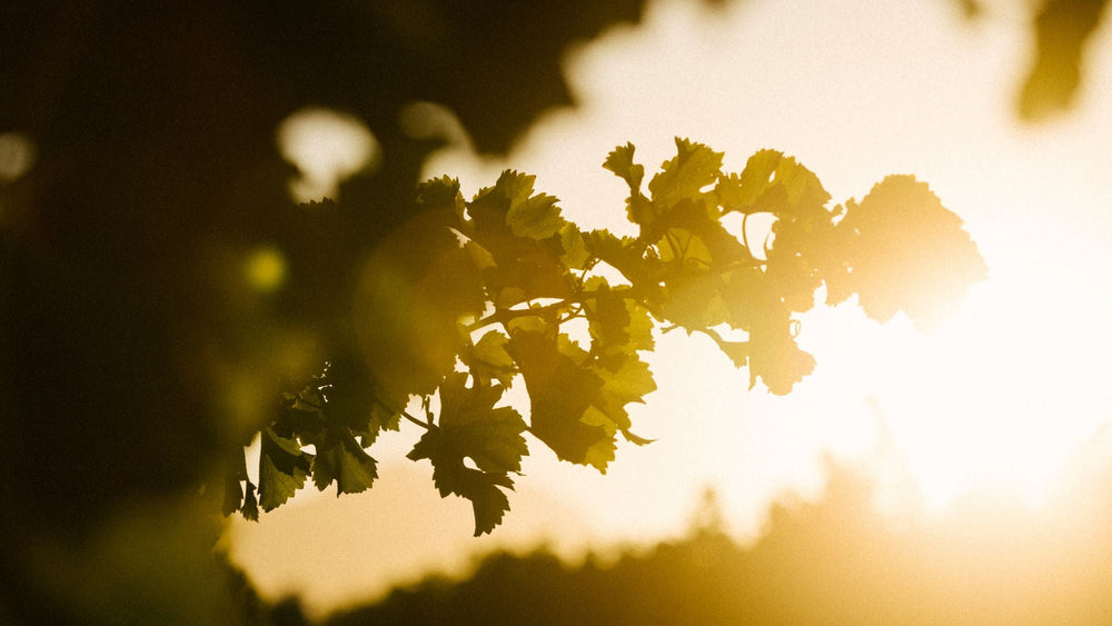 International Sauvignon Blanc Day 2026