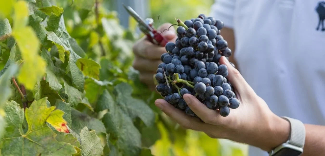 Grape Expectations | August Issue