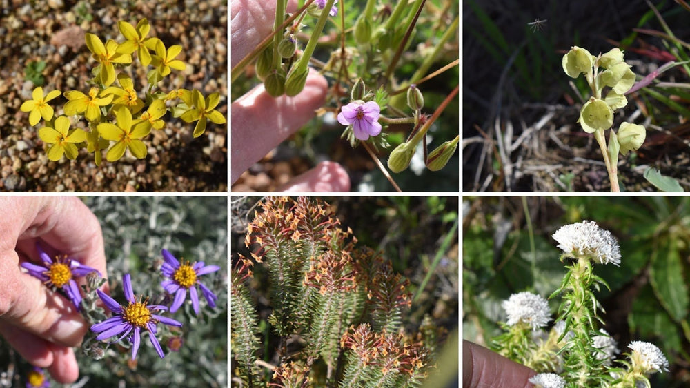 Living with Fynbos