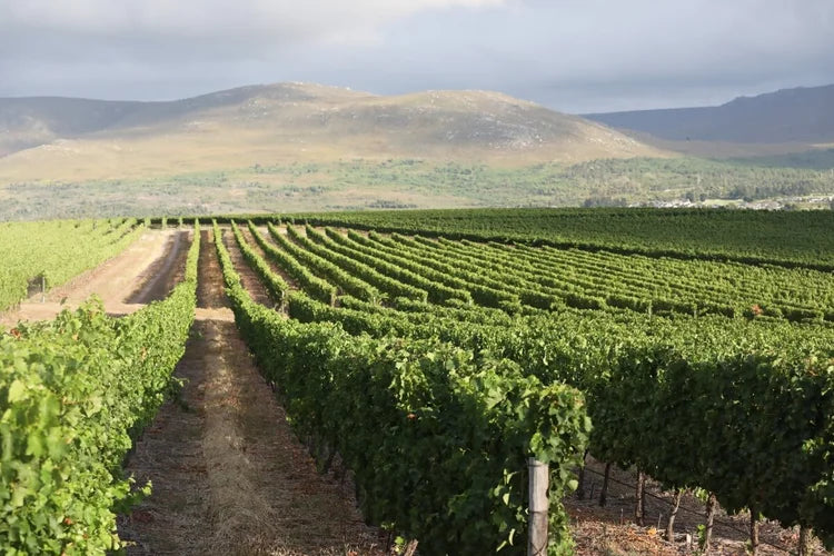 Michelangelo Wine & Spirit Awards