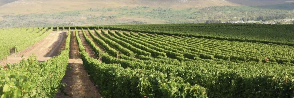 Benguela Cove Scoops Three Double Veritas Golds for Wine