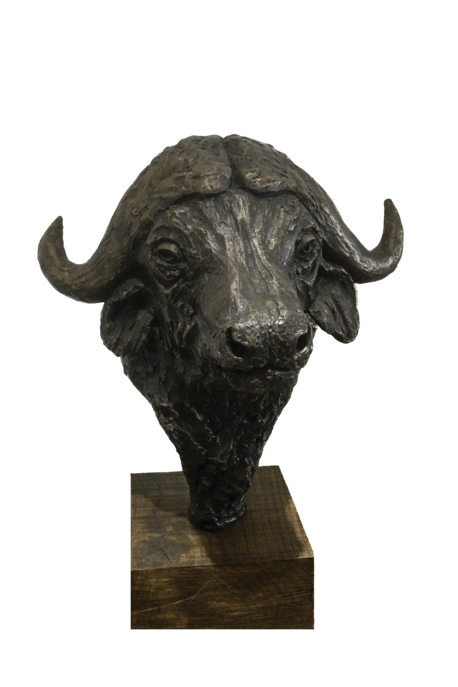 Cape Buffalo