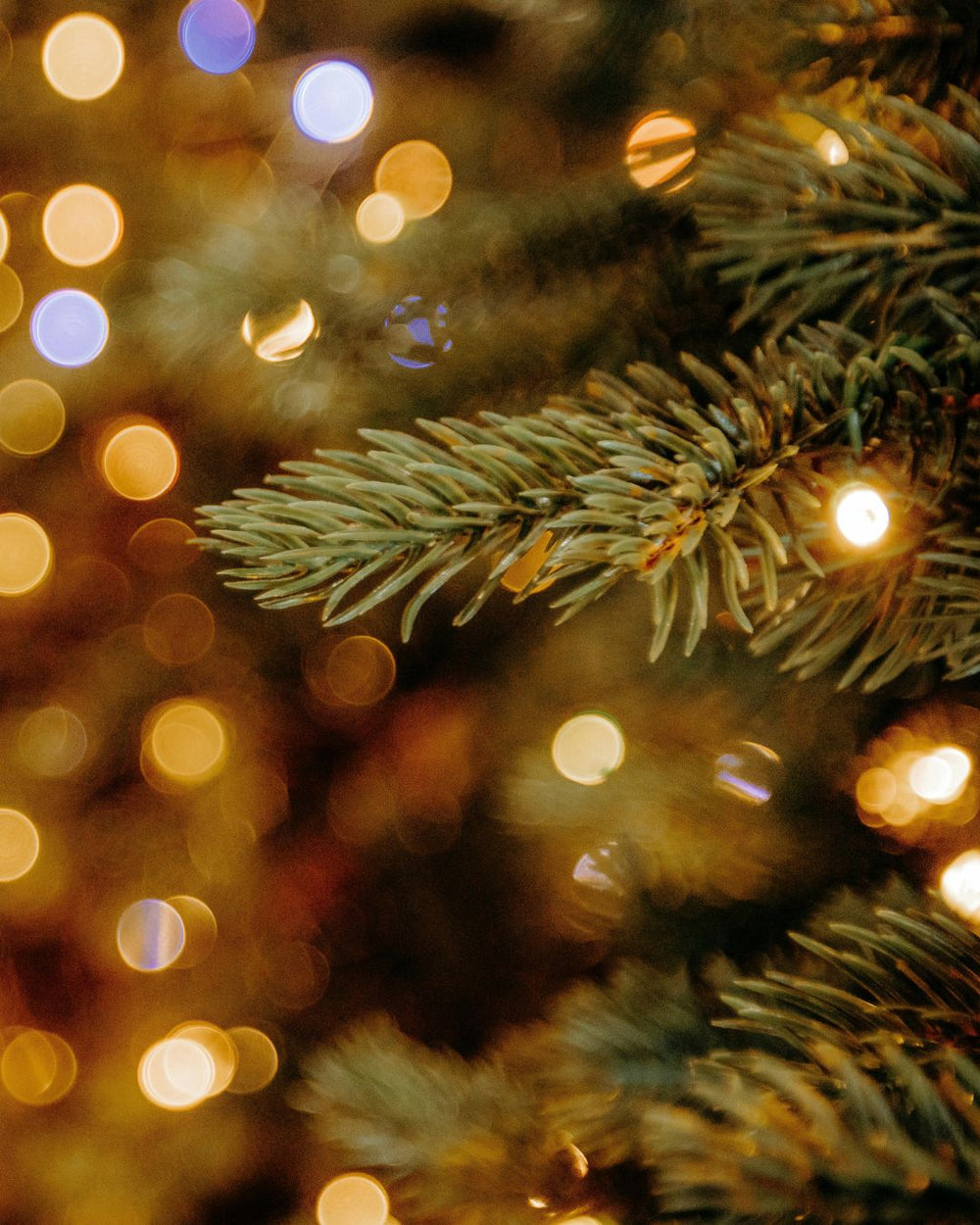 Christmas in July 2026 event image