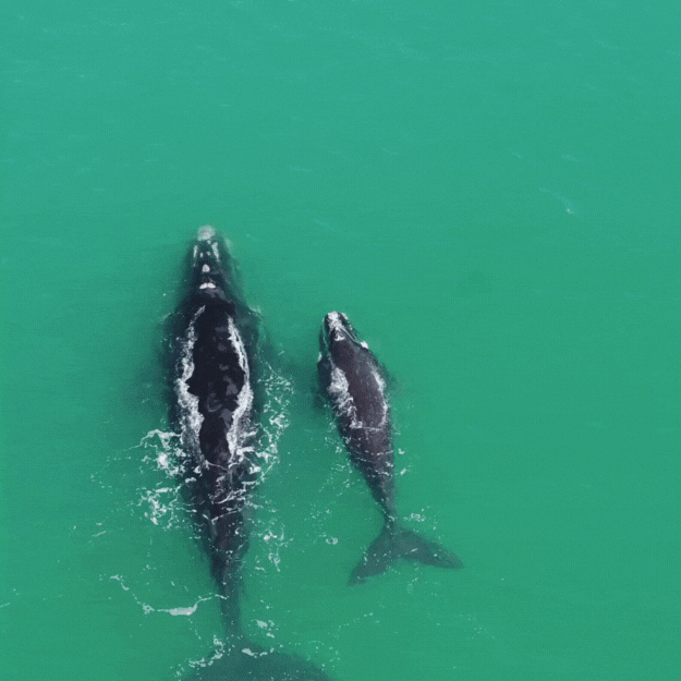 multimedia collage image