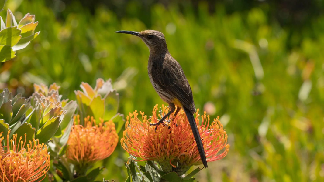 Birdlife Benguela Cove