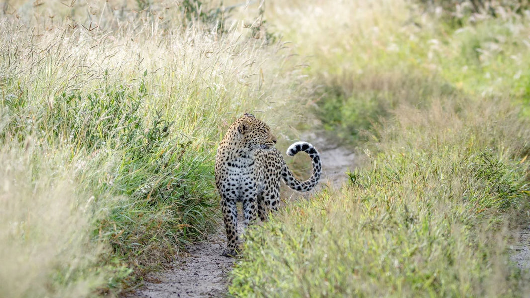 Cape Leopard Trust